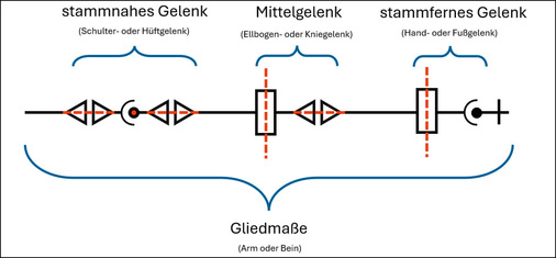 Abbil﻿dung 11: Beispiel einer kinematischen Kette für eine menschliche Gliedmaße. Die oberen und die unteren Gliedmaßen gleichen sich in der Modellierung